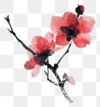 PNG One sakura lobe blossom flower petal