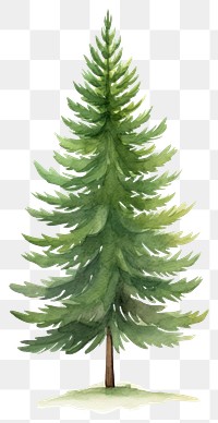 PNG Pine tree plant fir white background.
