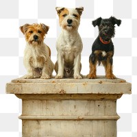 PNG Three adorable dogs standing proudly on a contest podium pet painting terrier.