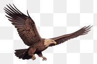 PNG Illustration of eagle and cloud painting vulture animal.