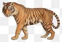 PNG Illustration of tiger animal mammal art.
