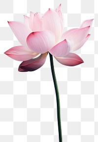 PNG Pink Blossom Lotus blossom.