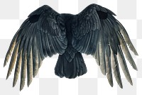 PNG Crow wings bird vulture feather