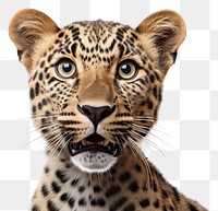 PNG Leopard Selfie wildlife cheetah animal.