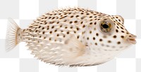 PNG Porcupine fish animal white background erinaceidae.