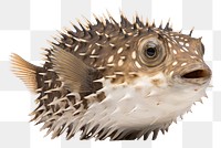 PNG Porcupine fish animal white background erinaceidae.