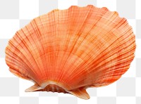 PNG Shellfish seafood clam white background.