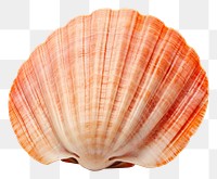 PNG Shellfish seashell seafood clam.