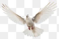 PNG Photo of flying dove animal white bird.