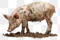 PNG Photo of pig mud wildlife animal mammal.