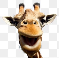 PNG Selfie giraffe wildlife animal mammal.