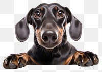 PNG Selfie dachshund animal mammal dog.