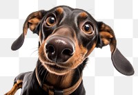 PNG Selfie dachshund animal mammal hound.