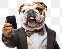 PNG Selfie english bulldog animal mammal adult.