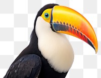 PNG Selfie toucan animal beak bird.