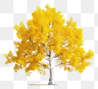 PNG Aspen tree plant maple 