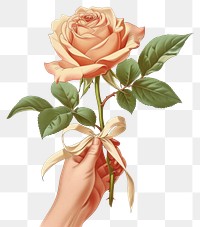 PNG Vintage illustration of a rose art holding flower.