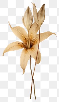 PNG Real pressed a dried lily flower plant inflorescence.