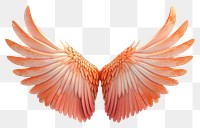 PNG Bird wings white background feather flying.