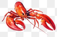 PNG Lobster seafood animal 