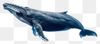 PNG Animal mammal whale fish.