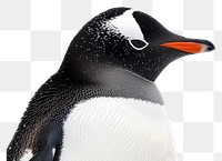 PNG Penguin animal bird wildlife.