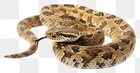 PNG Reptile animal snake rattlesnake.