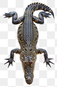 PNG Reptile animal crocodile alligator.