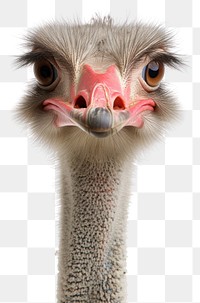 PNG Ostrich animal mammal bird.