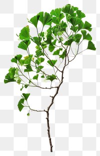 PNG Plant leaf tree freshness.