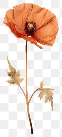 PNG  Real Pressed a califonia poppy flower plant red.