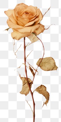 PNG  Real Pressed a climbing rose flower plant petal.