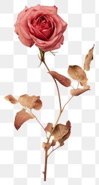 PNG  Real Pressed a climbing rose flower petal plant.