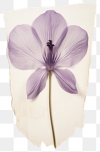 PNG  Real Pressed a crocus flower purple petal.