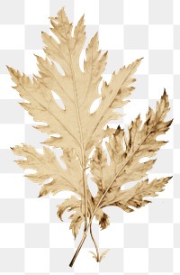 PNG  Real Pressed a acanthus leaves leaf plant tree.