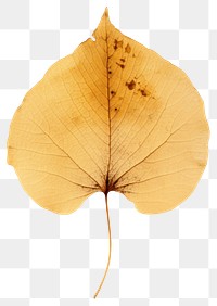 PNG  Real Pressed a aspen leaf plant tree accessories.