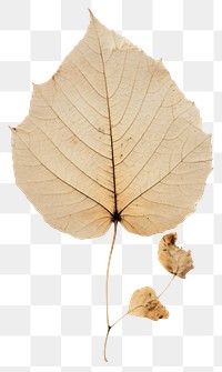 PNG  Real Pressed a aspen leaf textured plant tree.