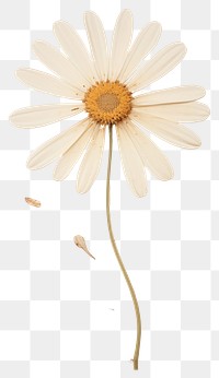 PNG  Real Pressed a daisy flower petal plant.