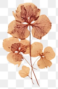 PNG  Real Pressed a hydrengea flower leaf plant.