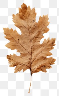 PNG  Real Pressed a oak leaf textured plant paper.