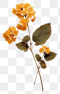 PNG  Real Pressed a lantana flower leaf plant.