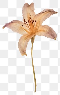 PNG  Real Pressed a lily flower petal plant.