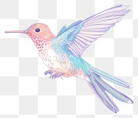 PNG  Hummingbird drawing animal flying. 