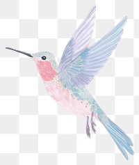 PNG  Hummingbird drawing animal art. 