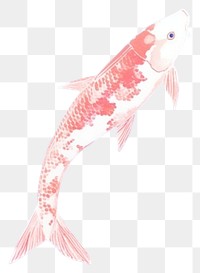 PNG  Koi fish backgrounds animal carp. 