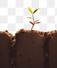 PNG A tiny plant grown up from the ruins leaf soil wall. AI generated Image by rawpixel.