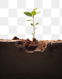 PNG A tiny plant grown up from the ruins with sunshine soil wall beginnings. AI generated Image by rawpixel.