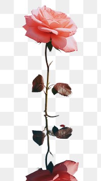 PNG Rose on the mirror reflect the sky outdoors flower nature. AI generated Image by rawpixel.
