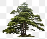 PNG  Cedars of god tree nature plant pine. 