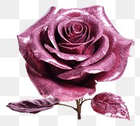 PNG  Glitter silhouette rose flower plant inflorescence freshness. AI generated Image by rawpixel.
